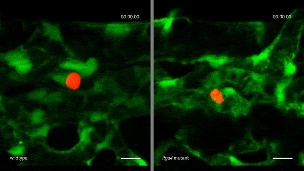 1661751552542850.gif 640 (1).gif