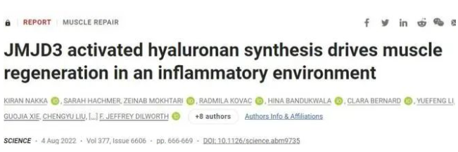 透明質酸居然能夠喚醒干細胞？！