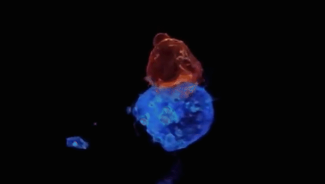 1703142251144206.gif 640 (1).gif